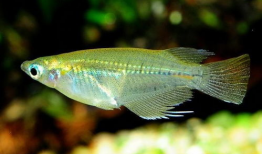 青鳉鱼,探寻青鳉鱼的生态奥秘与观赏价值